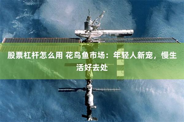 股票杠杆怎么用 花鸟鱼市场：年轻人新宠，慢生活好去处